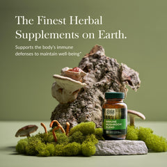 Close-up of Reishi mushroom in Gaia Immune Mushroom Blend