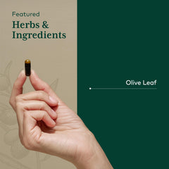 Illustration of immune support for olive leaf supplement
