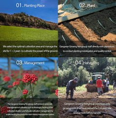 Ingredients and allergen information for Gangwoninsam tea