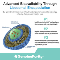 Packaging showing vegan, gluten-free and non-GMO labeling for Spermidine