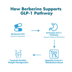 Graphic showing gut balance and metabolic support