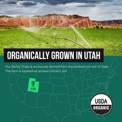 Gluten free GMO free vegan barley grass powder