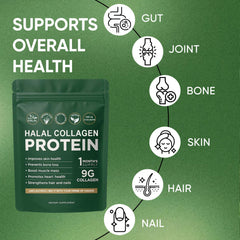 Digestive system illustration highlighting gut support