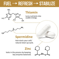 Spermidine for healthy aging and longevity