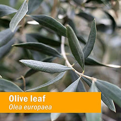 Close-up of Organic Olive Leaf Liquid Extract label