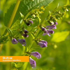 Herb Pharm Skullcap lab-testing badge ensures identity and consistent potency.