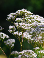 Valerian root liquid extract label highlighting organic certification