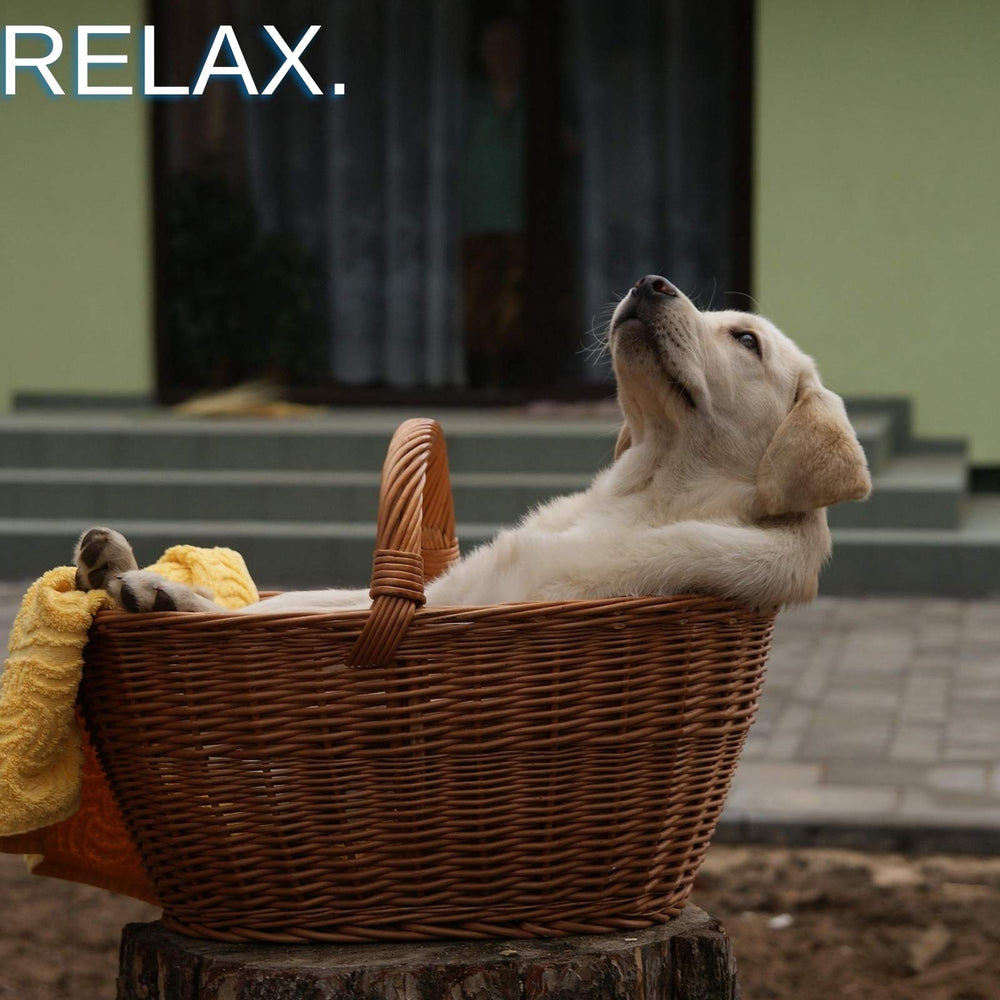 Assorted herbs used in SpeedyVite Blood Lifeboost Tea