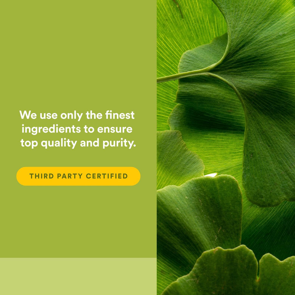 Ginkgo biloba leaves illustration for HerbalFactors