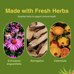 Concept image of immune health with herbs and shield