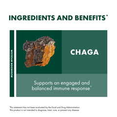 Illustration of mushroom mycelium and ingredients