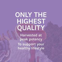 Liquid tincture dropper of Lions Mane extract