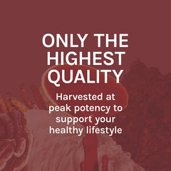 Graphic illustrating energy and vitality support from Reishi