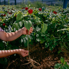 Box packaging with one free American ginseng tea bag included