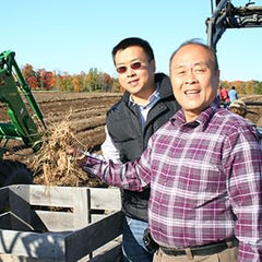 Unique harvest variations in Wisconsin Ginseng slices - image 08