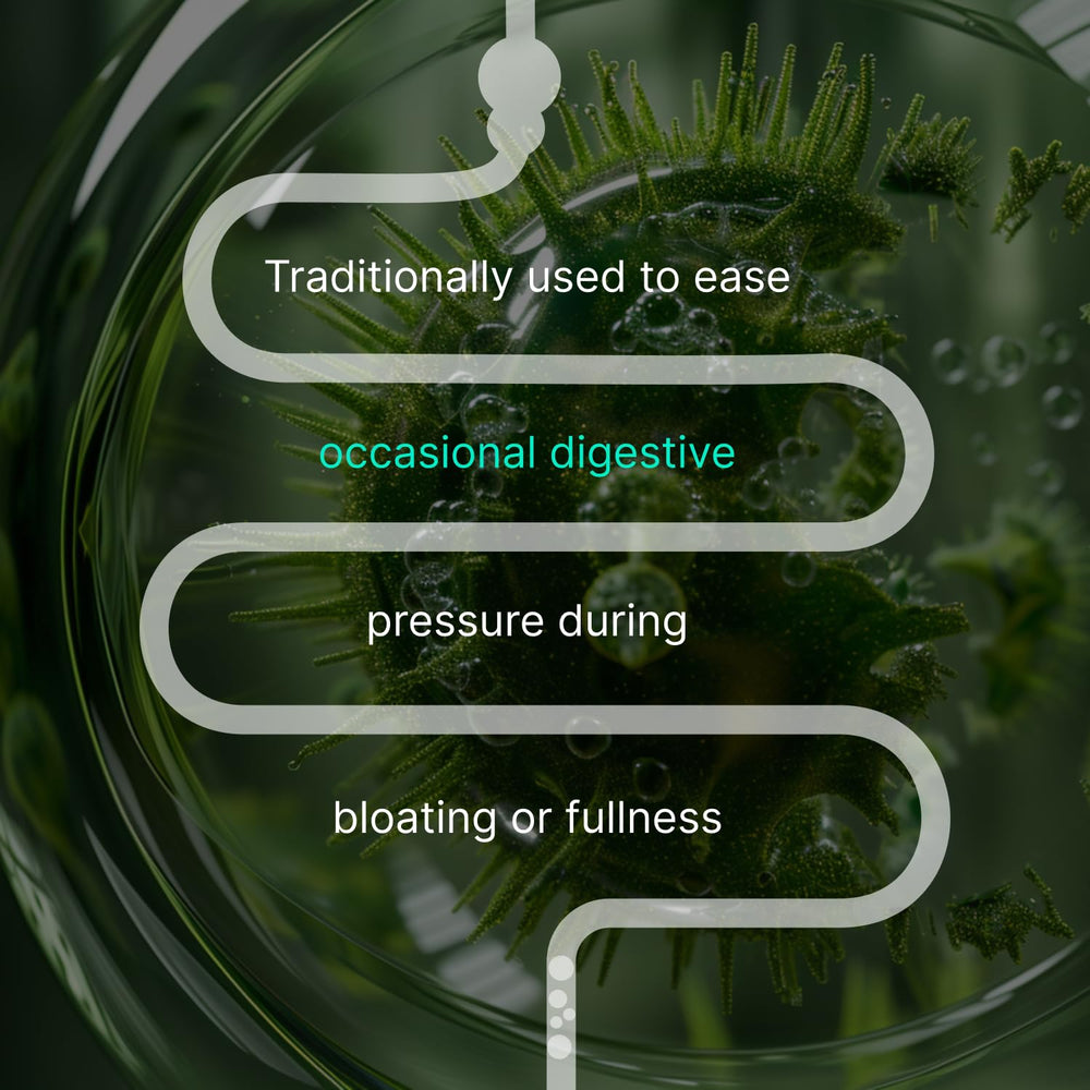Angelica root used in IBShield tincture