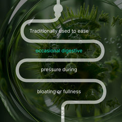 Angelica root used in IBShield tincture