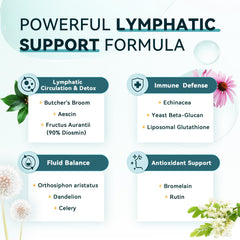 Illustration of lymphatic drainage supporting fluid flow