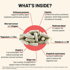 Illustration of six organic mushroom varieties used in Immuni-T blend