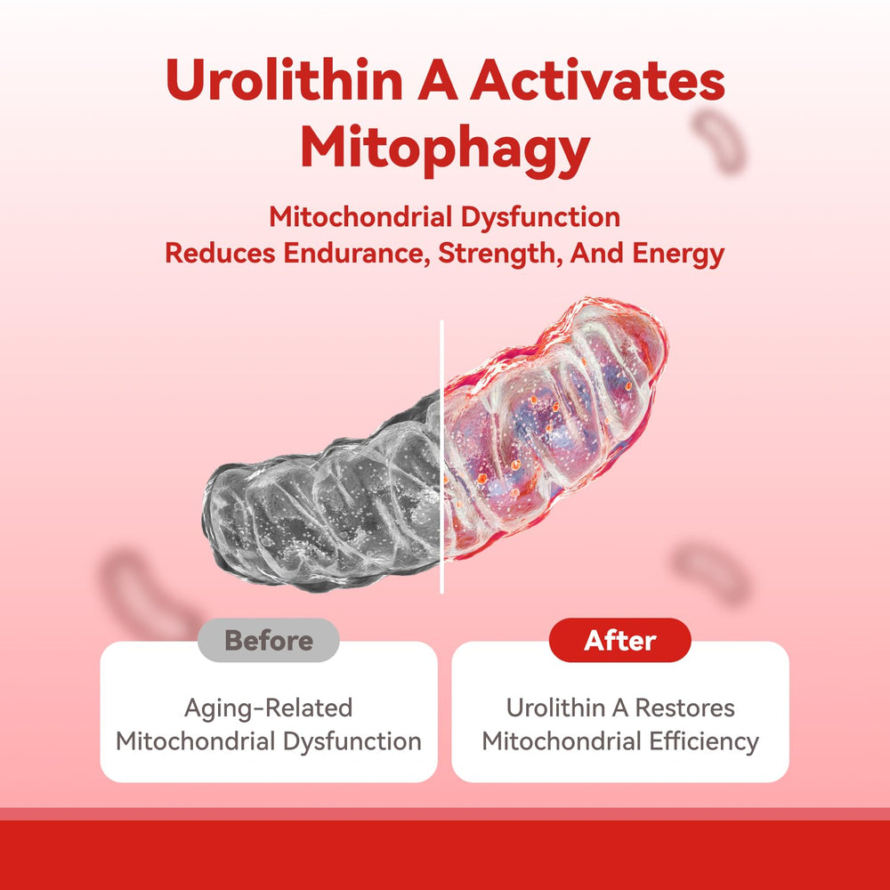 Close-up of Urolithin A with 1000mg Urolithin A and 180mg collagen label