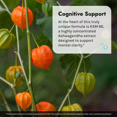 KSM-66 Ashwagandha extract potency illustration