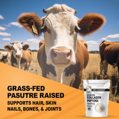 Unflavored collagen peptides powder with a scoop