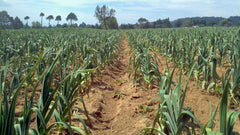 Japanese Garlic AJO Japones 150-count per bag packaging