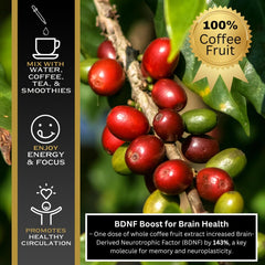 Graphic detailing polyphenols and antioxidants
