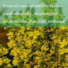 Product packaging and usage guidance for JINGYAT Mullein Drops