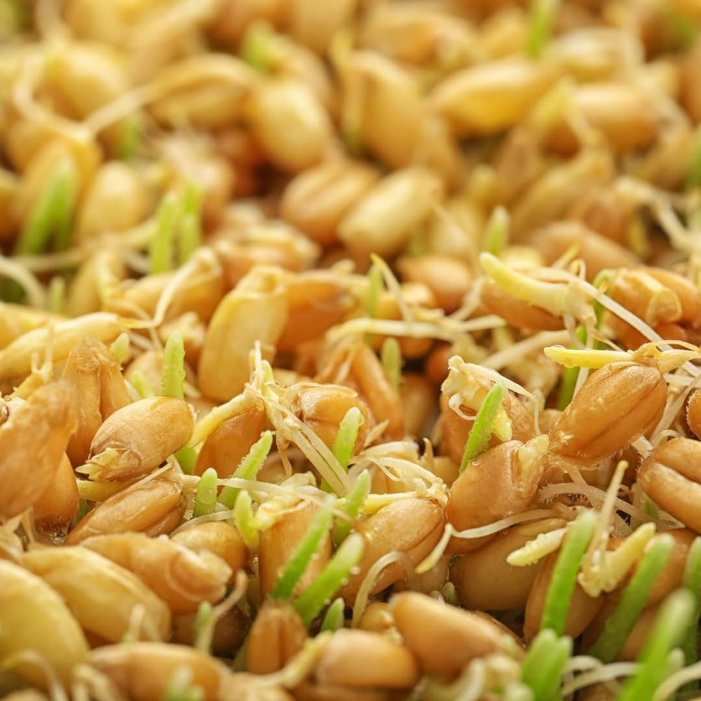 Pack shot of Jovvily Wheat Grass Powder 1 lb on white background