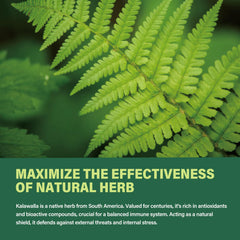 4oz bottle of Kalawalla Root Extract Drops on white background