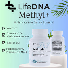 Healthy brain and heart imagery representing methylation support