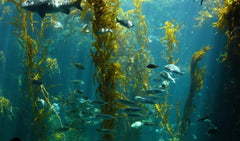 Vegetarian-friendly, non-GMO oyster extract capsules