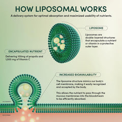 Liposomal delivery system graphic showcasing bioavailability