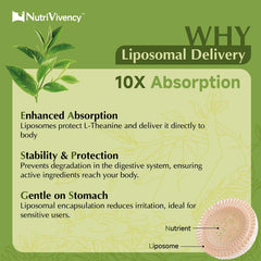 Kids serving showing one gummy (200mg) of L-Theanine