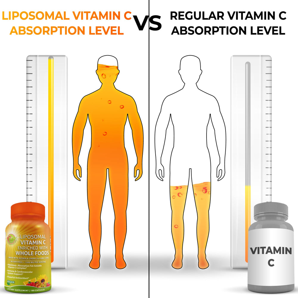 Graphic highlighting enhanced absorption and bioavailability of liposomal Vitamin C