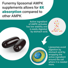 Liposome encapsulation technology illustration for faster absorption (8x)