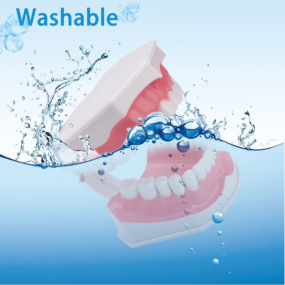 Upper and lower teeth details on LVCHEN model