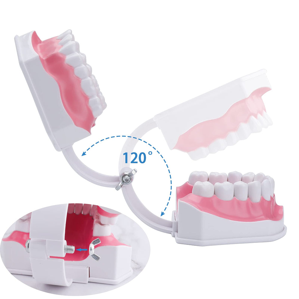 Toothbrush included with LVCHEN 2x teeth model
