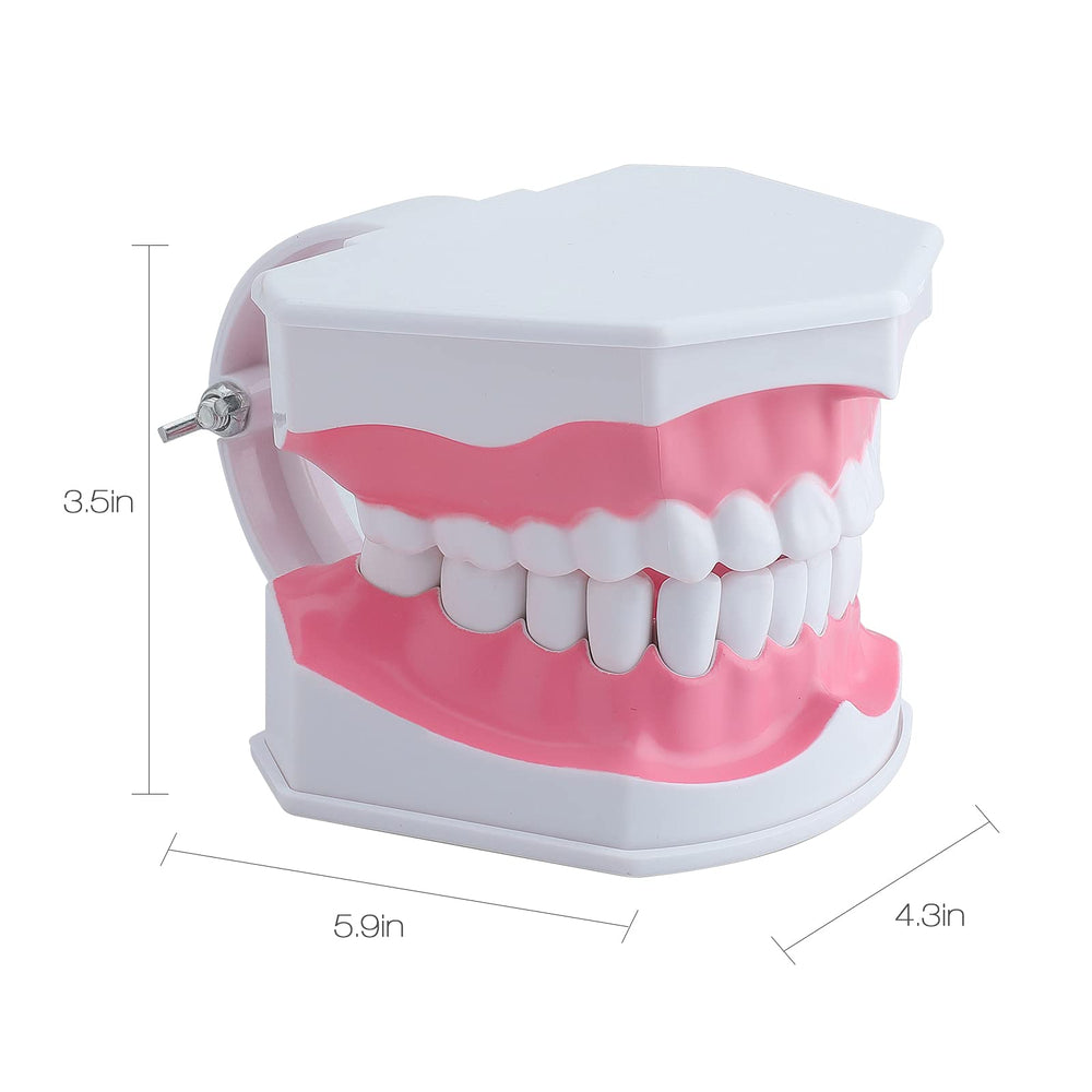 Lightweight LVCHEN dental teaching tool in use