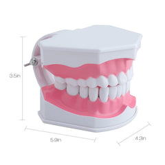 Lightweight LVCHEN dental teaching tool in use