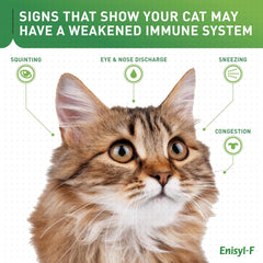 Lysine dosing chart for cats and kittens