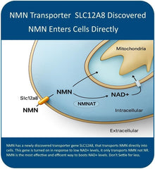 Maac10 NMN bottle with 30-count label