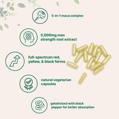 Gelatinized maca capsules designed for easy absorption