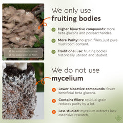 Maitake extract at 10:1 concentration