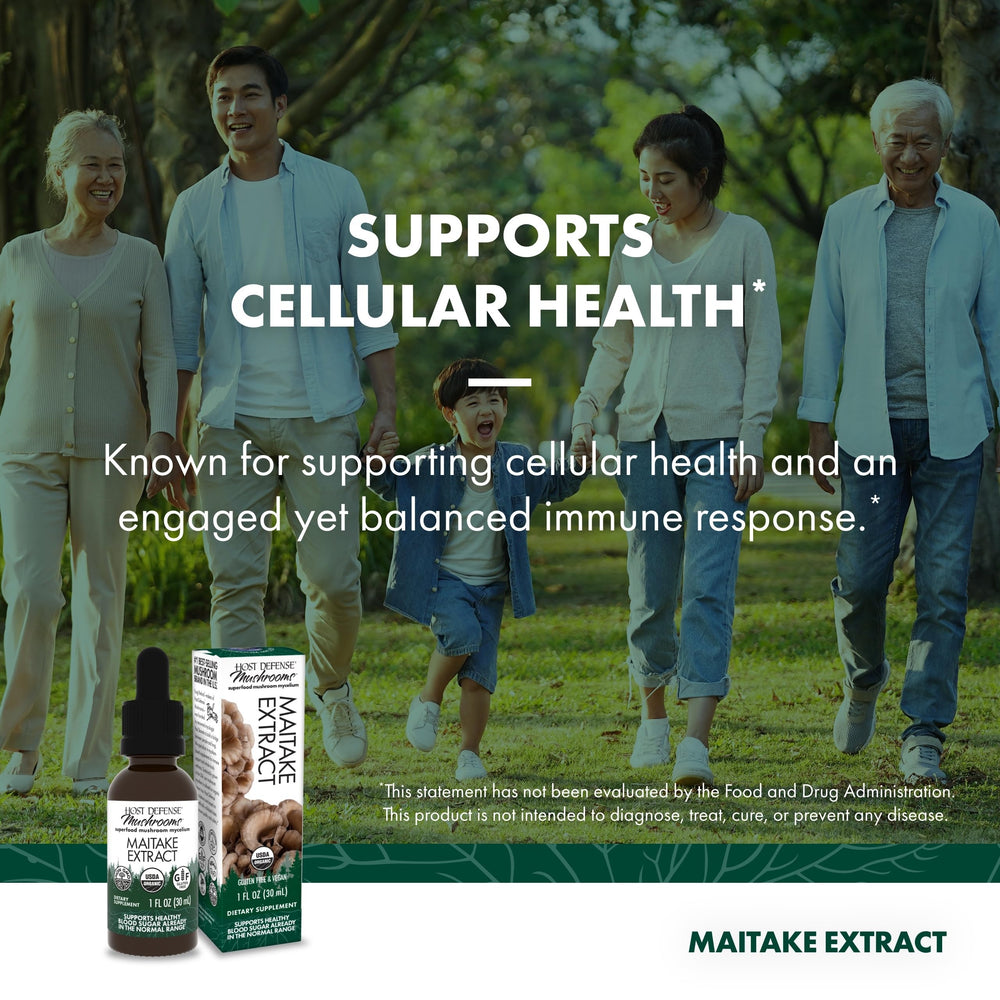 Close-up of Maitake mushroom and mycelium