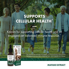 Close-up of Maitake mushroom and mycelium