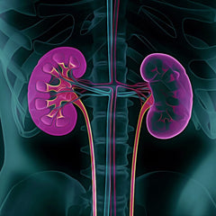 Vitamin D and magnesium included in kidney factors for calcium balance