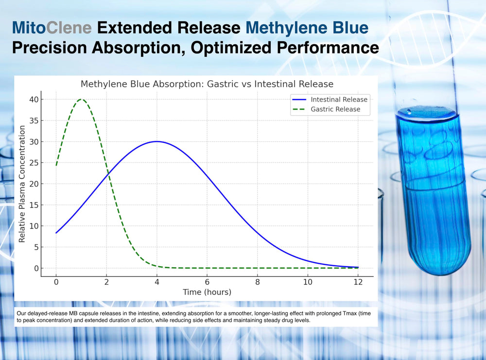 Brain mitochondria illustration representing MitoClene benefits