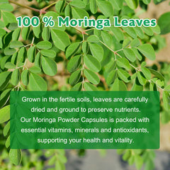 Moringa capsules promoting energy and vitality